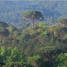 Forêt de pins dans la plaine des Maures