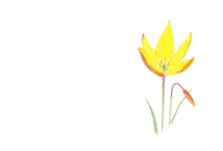tulipe méridionale