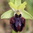L'ophrys noir, une orchidée-leurre à tête d'insecte