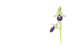 ophrys noir